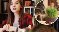 Які кімнатні рослини смертельні для котів: список