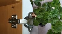 Чего боятся тараканы в квартире: запахи, которые не выносят прусаки