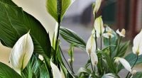Жіноче щастя шикарно зацвіте: 3 продукти, якими можна удобрити спатифілум