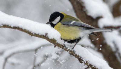 Погода, снег, зима, птичка Погода, снег, зима, птичка