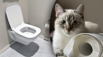 В Японії заявили, що не можна протирати сидіння унітазу туалетним папером В Японії заявили, що не можна протирати сидіння унітазу туалетним папером