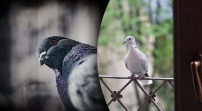 К чему прилетает голубь к дому