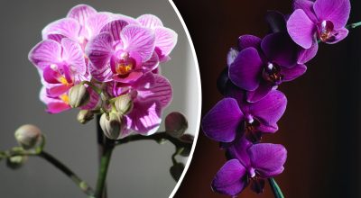 Будет пышно цвести круглый год: как сделать так, чтобы орхидея выпустила цветонос