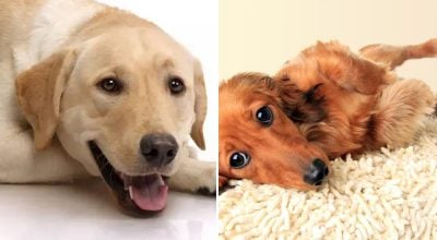 лабрадор, такса, собаки