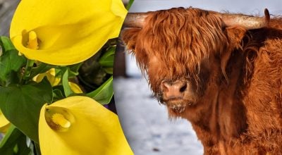 Китайський гороскоп на завтра 22 січня Китайський гороскоп на завтра 22 січня