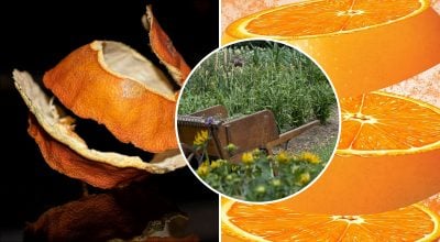 Почему опытные дачники собирают апельсиновую кожуру: секрет урожайного огорода Почему опытные дачники собирают апельсиновую кожуру: секрет урожайного огорода
