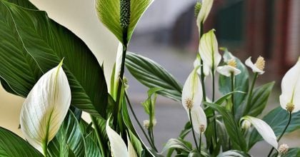 Лише ложка, розчинена у воді: який простий кухонний засіб підживить спатифілум азотом