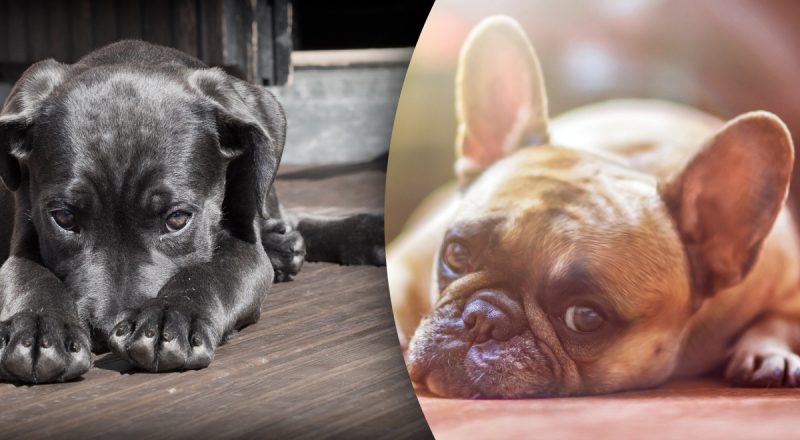 Як зрозуміти, що у собаки стрес - чим допомогти улюбленцю