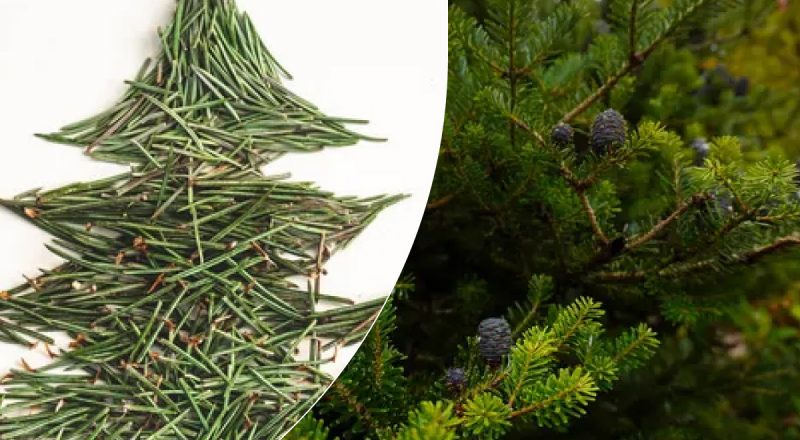 Почему не стоит выбрасывать опавшие иголки с елки: как их можно использовать в быту