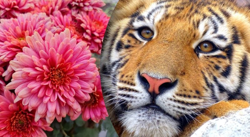 Китайський гороскоп на сьогодні 7 січня: Тиграм - несподівані проблеми, Коням - зриви