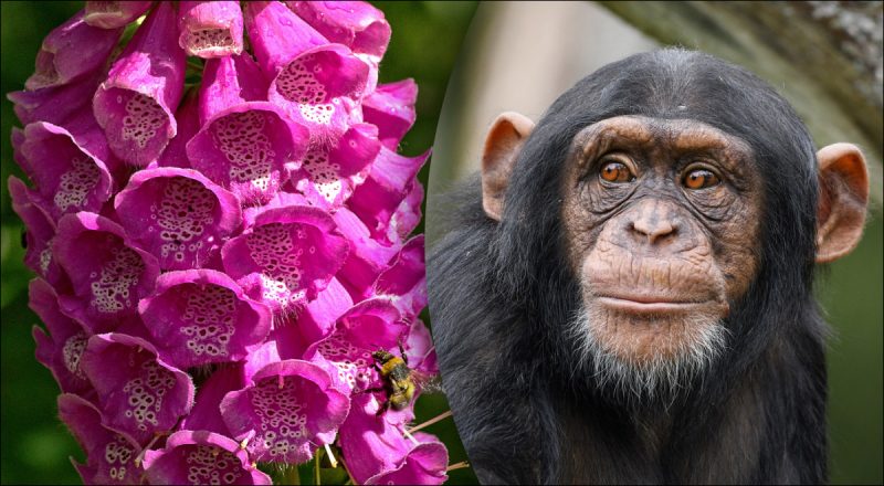 Китайський гороскоп на сьогодні 8 січня: Мавпам - суперечки та крики, Коням - похмурий день