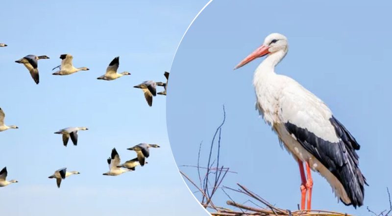 Куди відлітають лелеки: орнітолог пояснив, як вони долають шлях у теплі краї