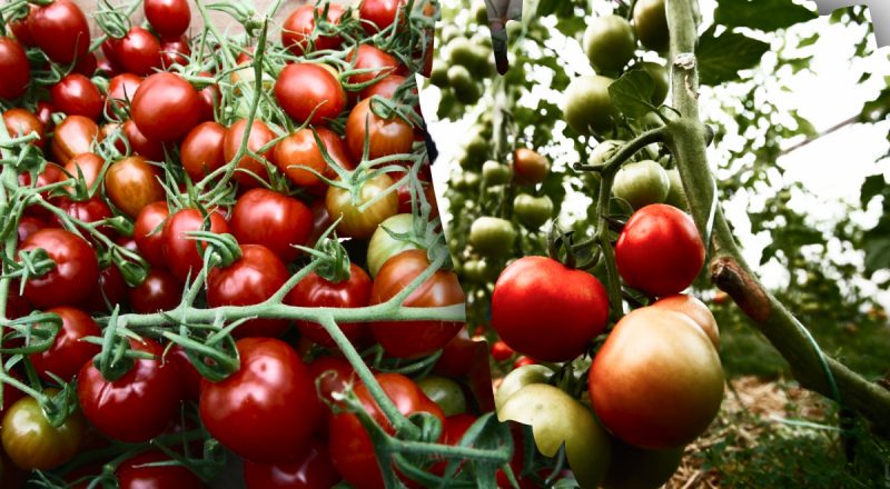 Лучшие дни для рекордного урожая: когда сеять помидоры на рассаду в январе
