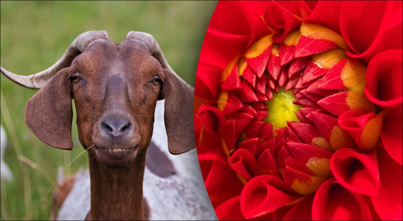 Китайский гороскоп на сегодня 10 января: Козлам - несчастный случай, Петухам - страх