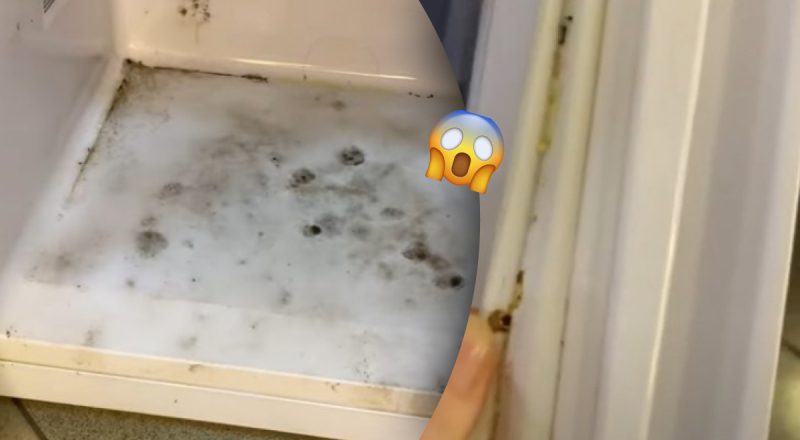 Самый быстрый способ удалить плесень в холодильнике