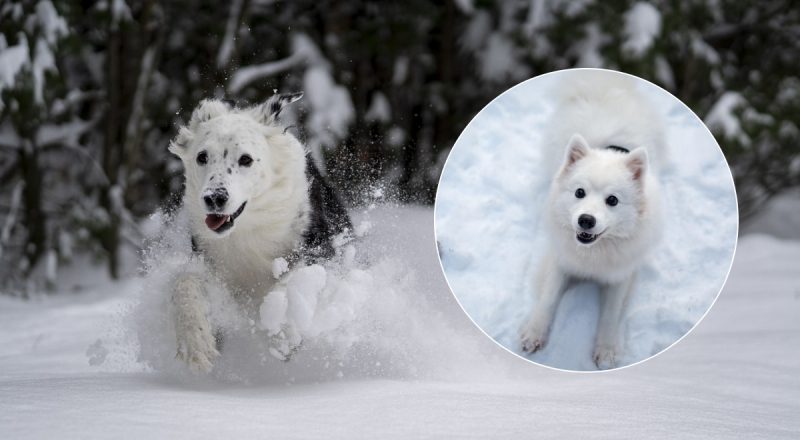 Могут быть серьезные последствия: почему зимой не стоит долго гулять с собакой
