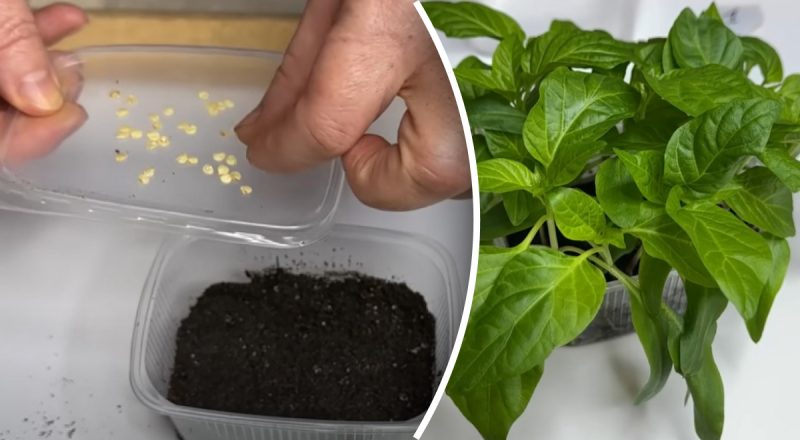 Когда сеять перец на рассаду 2025: точные даты для наилучшего урожая