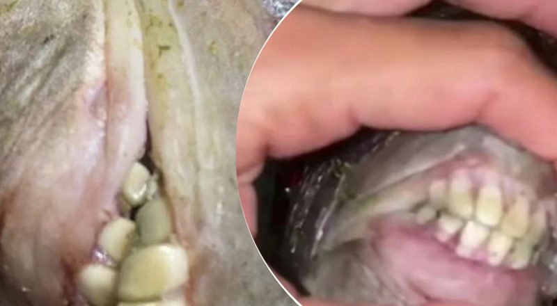 Рыба с человеческими зубами: бразильянка напугала сеть странным существом