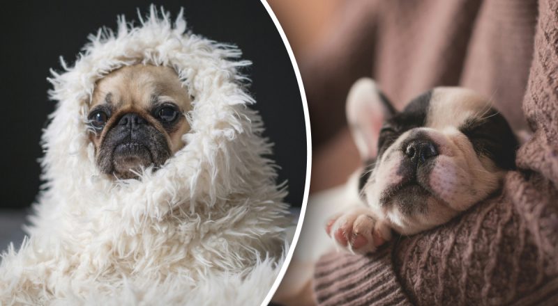 Як зрозуміти, що собака мерзне: тварина починає поводитись дуже дивно