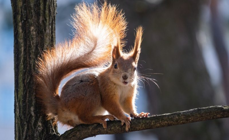 Аномальное тепло накроет Украину: когда будут рекордно высокие для зимы температуры