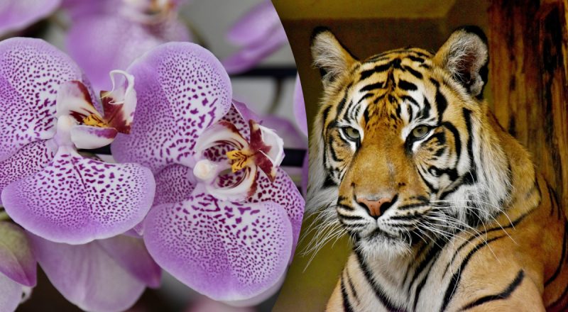 Китайский гороскоп на сегодня 26 января: Тиграм - неудачи, Свиньям - угрозы