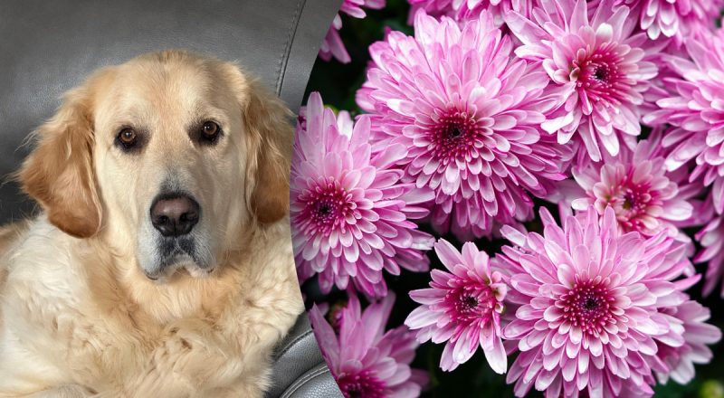 Китайский гороскоп на сегодня 27 января: Быкам - неудачи, Собакам - слабость