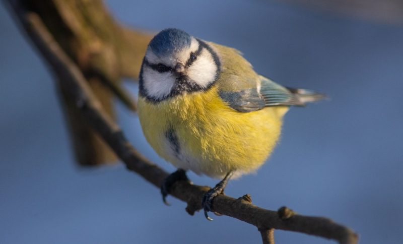 Ударит +17: когда в Украине будет пик самой высокой температуры - синоптик назвала дату
