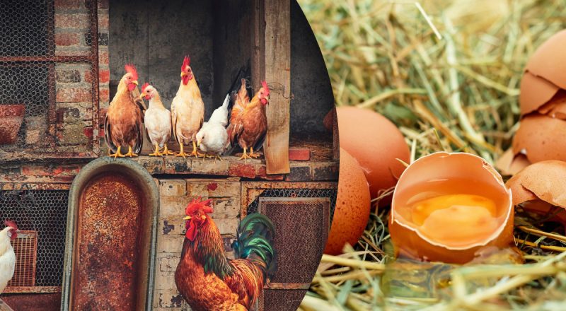 Чи можлива в Україні яєчна криза: експерт дав відповідь