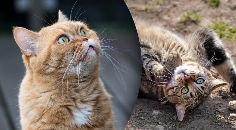 Чем кормить кота, кроме корма: список продуктов не такой уж и большой