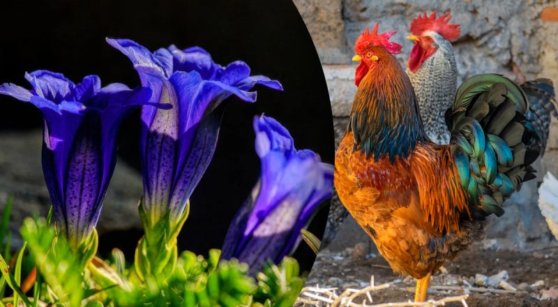 Китайский гороскоп на сегодня 30 января: Лошадям - сплетни, Петухам - страх