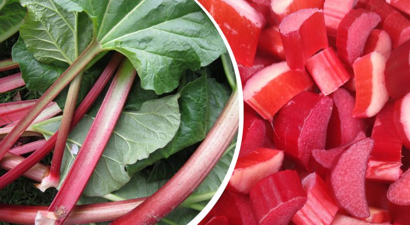 Смачний і отруйний: що таке ревінь і чим він небезпечний