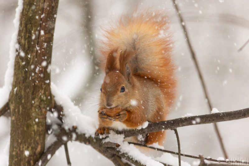 Зима лише на три дні: якою буде погода в Україні в лютому