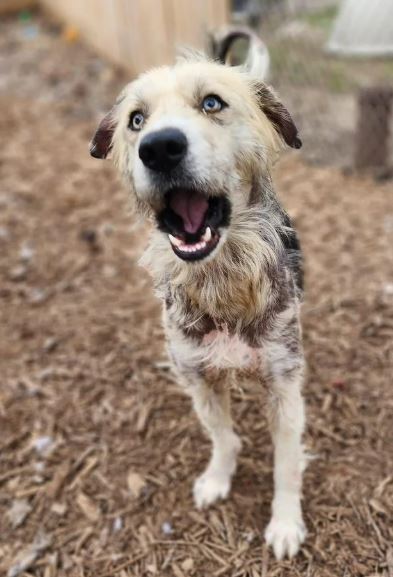 Собака-Шива пережила страшні часи - фото 