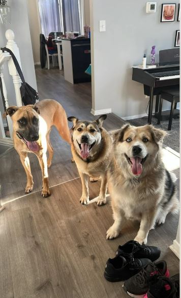 Собака-Шива пережила страшные времена - фото 