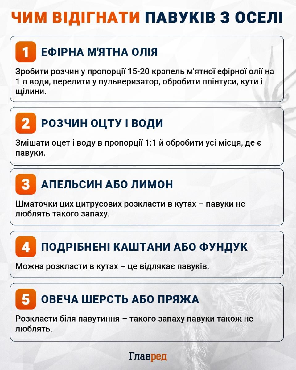 Павуки в будинку: чому восени їх стає більше і як їх позбутися