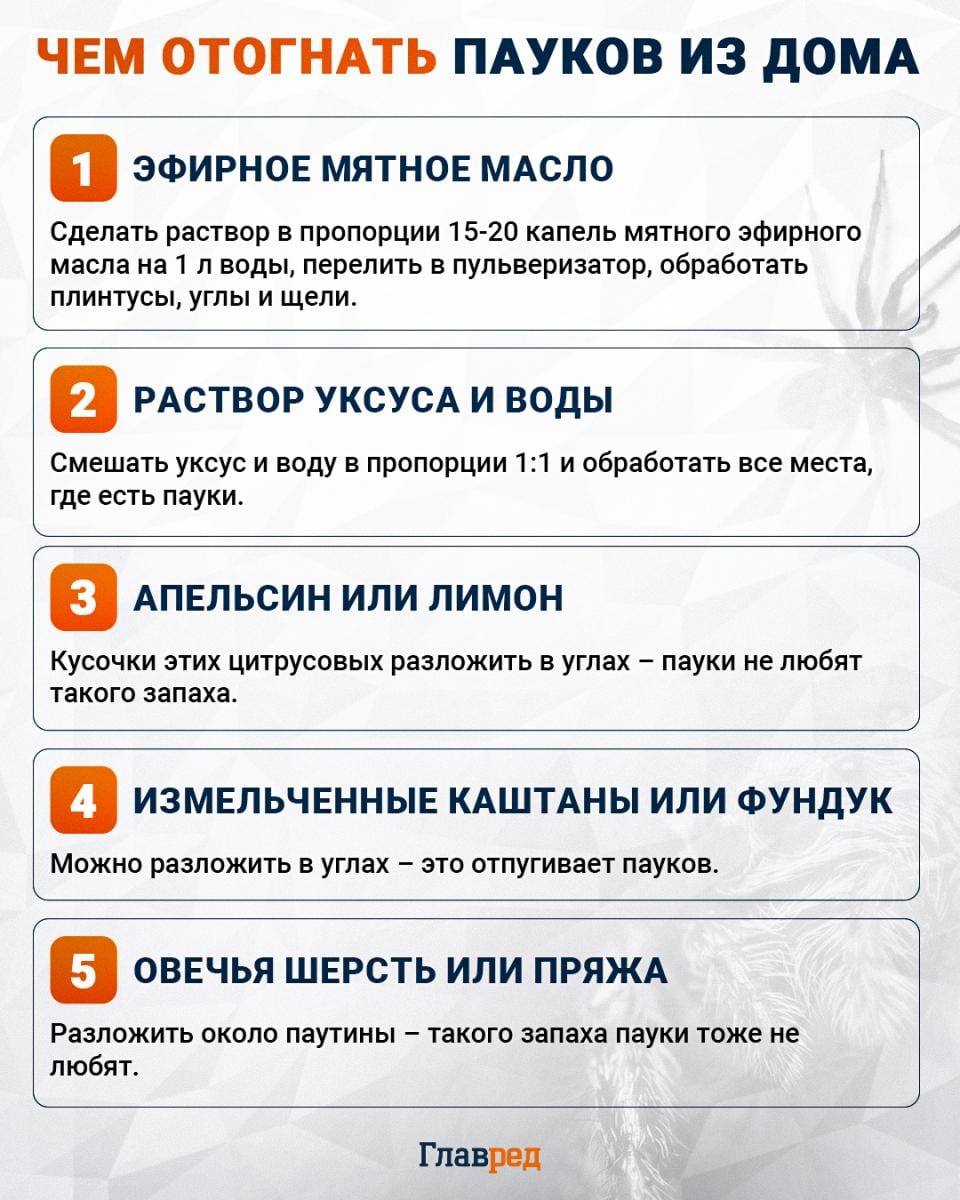 Чем отогнать пауков из дома инфографика Чем отогнать пауков из дома инфографика