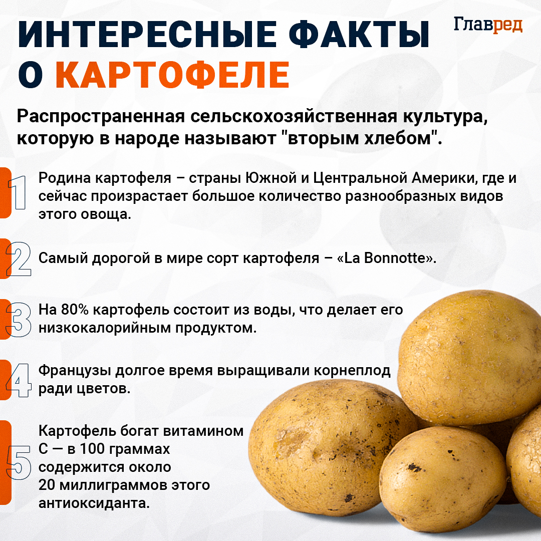 Интересные факты о картофеле