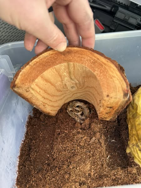 В магазине наткнулись на ядовитую змею