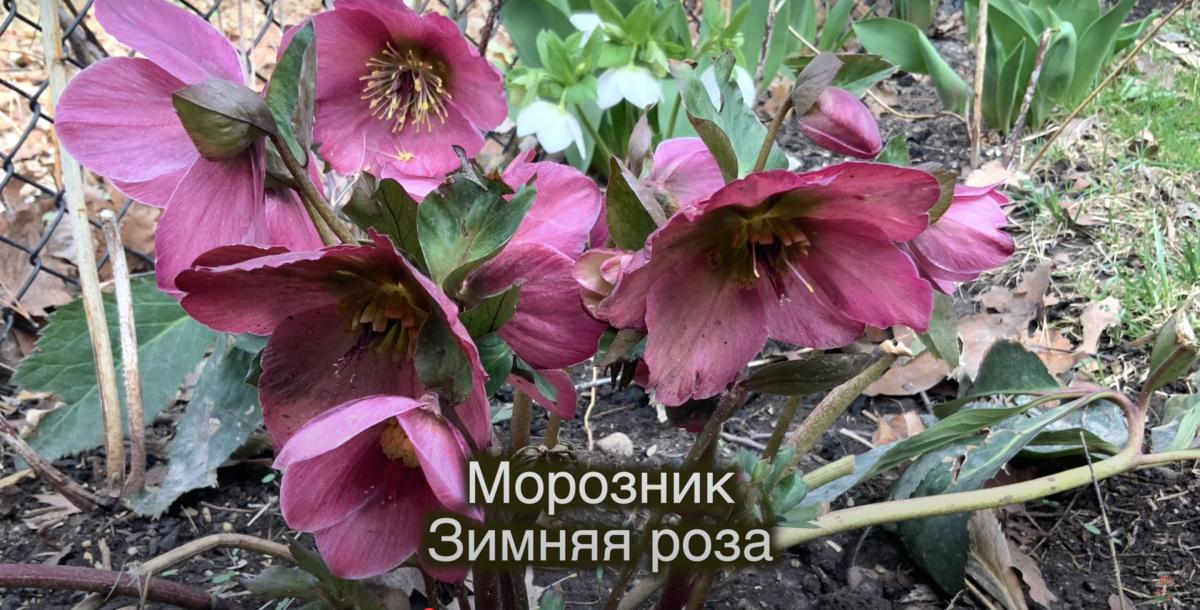 Морозник Морозник
