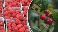 Малина отблагодарит щедрым и сладким урожаем: чем подкормить кусты в июне