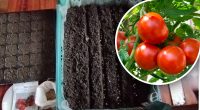 Коли сіяти помідори на розсаду: фахівець поділився секретом гарного врожаю