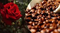 Троянди та півонії пишно цвістимуть: як використовувати кавову гущу як добриво