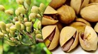 Як виростити фісташку з горіха й отримати врожай