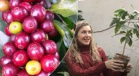 Як виростити кавове дерево вдома і де взяти насіння