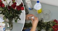 Як повернути до життя зів'ялі троянди - оживляємо квіти в домашніх умовах