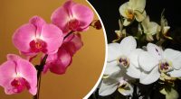 Як розмножити орхідею у домашніх умовах: три способи, які працюють