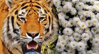 Китайський гороскоп на завтра 4 лютого Китайський гороскоп на завтра 4 лютого