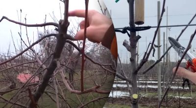 Які дерева не можна садити в Україні Які дерева не можна садити в Україні