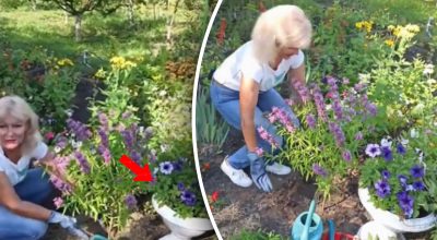 Які квіти посадити, що цвіли від весни до осені / скріншоти