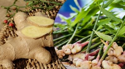 Будет свежим в течение месяцев: как хранить имбирь
